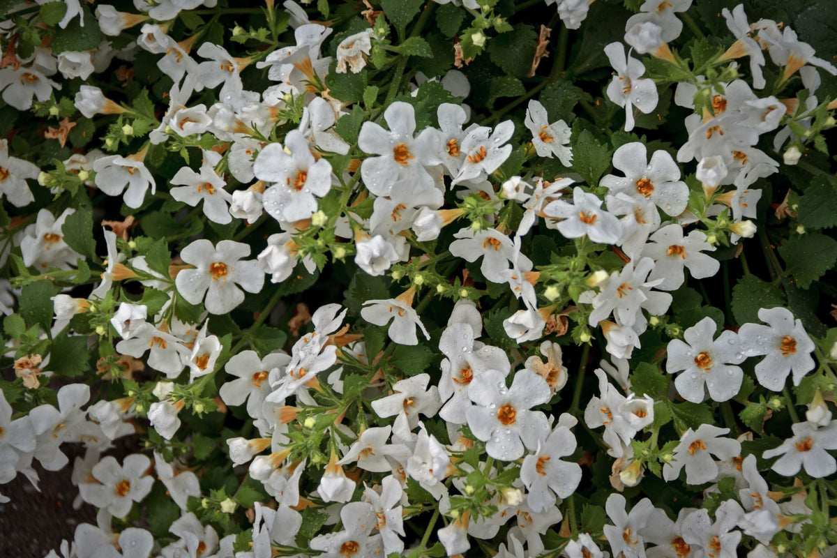 Dense cluster of small white bacopa flowers with yellow centers and green foliage.