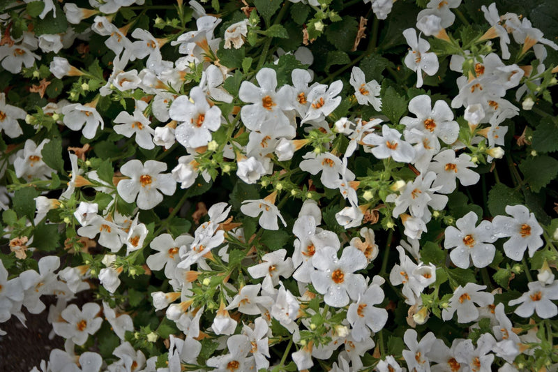 Dense cluster of small white bacopa flowers with yellow centers and green foliage.