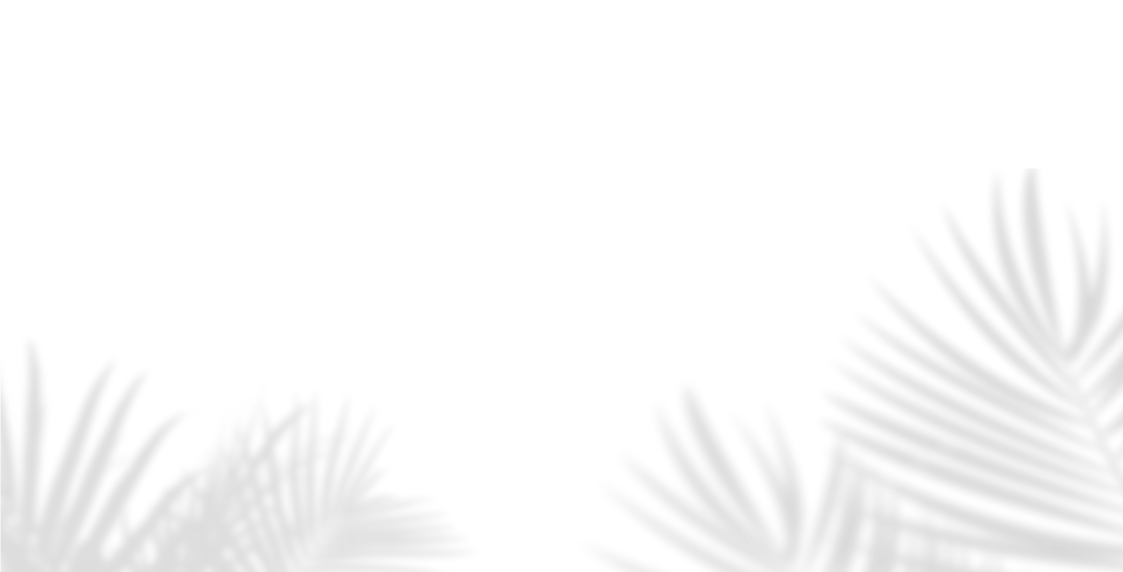 Shadow of palm leaves on a white background